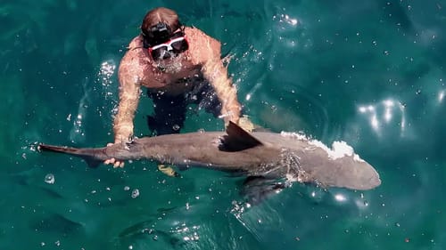Shark eats shark!