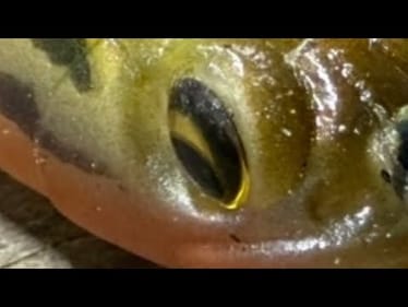 I’ve Averaged 20 Bass A Day On THIS Lure For Over 6 Years Now…