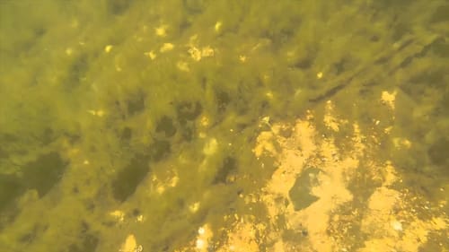 The bass and beds of Norfork Lake