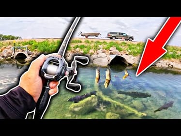 You WON'T BELIEVE the Giant Fish Living in this Crystal Clear Roadside Pond...