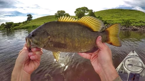 Ashtabula Topwater Bass