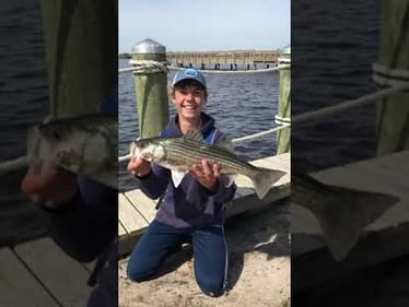 FIRST Ever Striped BASS! Crazy Fight #shorts