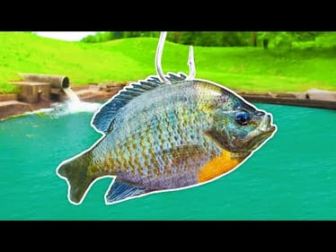 Fishing for 15lb Bass w/ GIANT Livebait!