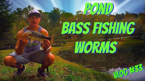 Pond Bass Fishing ~ Shaky Head Vlog #33