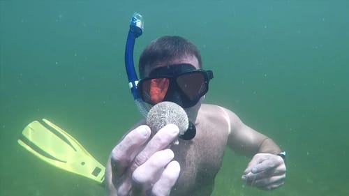 Wild Scallops Catch and Cook
