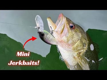 Can Mini Jerkbaits Out Produce Full Size Jerkbaits? 