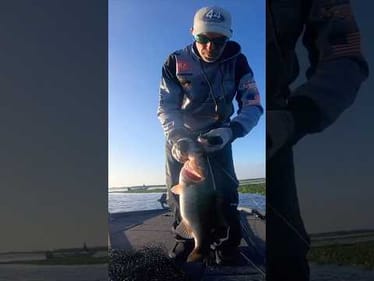 Big Bass Chatterbait Fishing Lake Okeechobee #short #bassfishing #bigbass