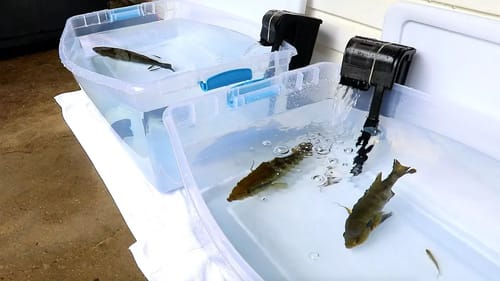 HOMEADE LIVEWELL FOR PET BASS!!