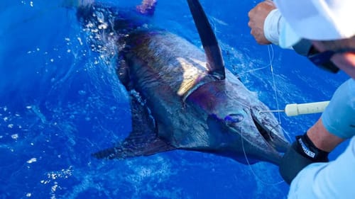 We Caught An Ocean GIANT - Venice LA pt 2