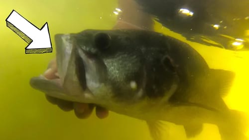 HEAVY Cover PUNCHING for BASS on Lake GUNTERSVILLE