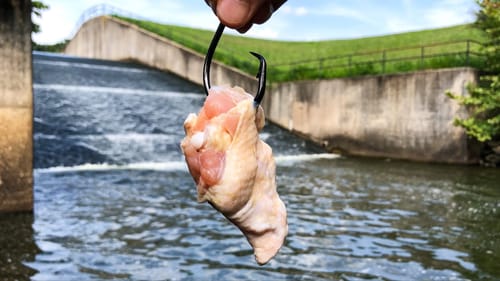 It Ate an ENTIRE Chicken LEG!!!