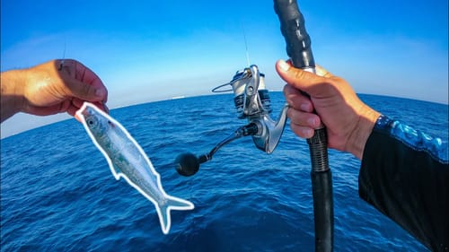Florida Offshore Fishing With Live Sardines