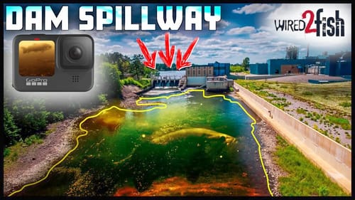 What Lives Below This Dam?? | UNEXPECTED CREATURES (Underwater Footage)