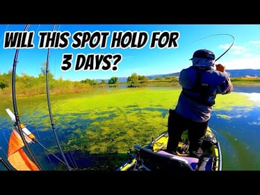 Punching Bass on Clear Lake (YAB Chris Laird)-Day 2