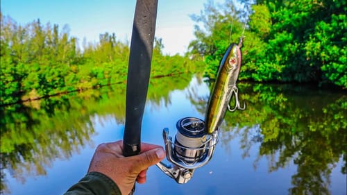 Catching BIG Fish on Topwater | First Time Catching Fish This Way!