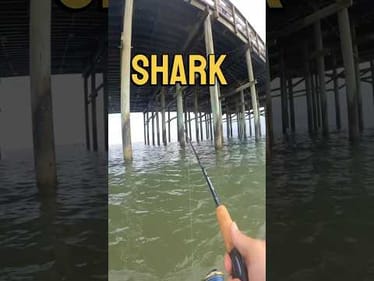 Unexpected Shark Encounter at South Padre Island Pier #fishing