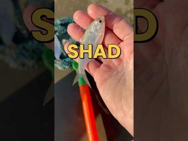 Is LIVE Bait Really Better Than DEAD Bait? #fishing #fishingvideos