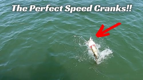 The Best High Speed Crankbaits!