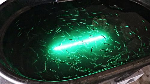 HOMEMADE Backyard BAIT WELL for Pond!