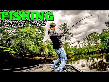 These SHALLOW BASS Were CRUSHING TOPWATER!!!