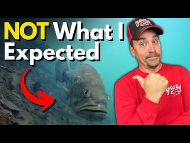 The 1 Bass Spawning Behavior I DIDN'T Expect (Dock Cam Footage)