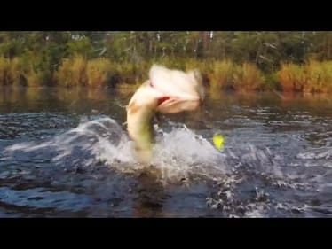 Giant Bass Caught on Buzzbaits - Pepper Customs Secret Weapon Buzzbait