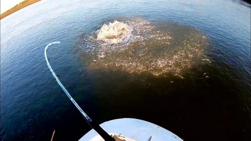 The BIGGEST TOPWATER STRIKE EVER!! (50 LBS)