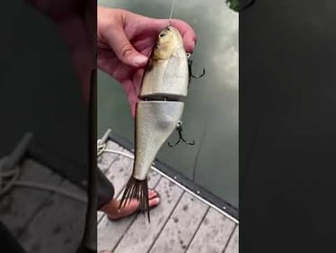 Swimbait Review: HPH 8" Glide
