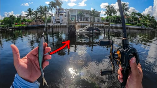 Catching Huge Fish Hiding Under Docks