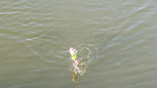 Swimbait Review: Sac Pig 1 pc and 2 pc Rats
