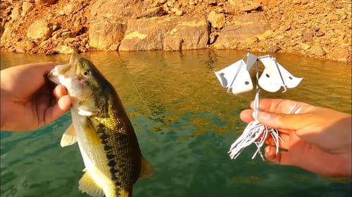 They SMASHED This Double Clacker Buzzbait!! | EPIC TOPWATER BLOWUPS!!!