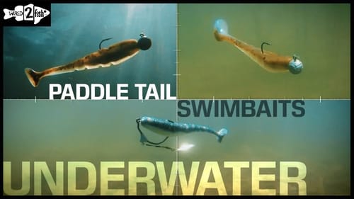 Paddle Tail Swimbaits | Underwater View