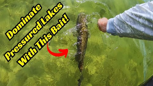 This Swimbait Is The Solution To Ultra Pressured Lakes! Bass Can’t Resist Them!