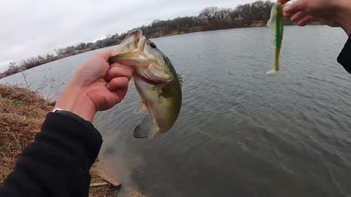 Epic Day with BIG Swimbaits!!