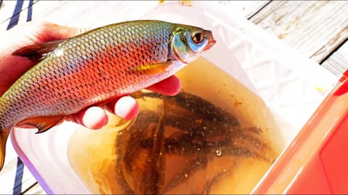 STOP PAYING FOR LIVE BAIT! How To Catch SHINERS!! (EASY)