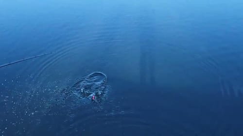 Swimbait Review: DS Glide Shad 8" and 10"