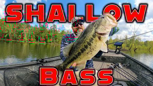 Fishing Shallow Cover For Big Bass! ( Jigs , Spinnerbaits, And Flukes )