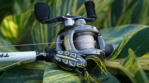 Fish From The Amazon on Frogs