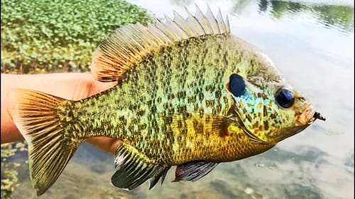 Bluegill Fishing Tips - How to Catch BIG BLUEGILL!