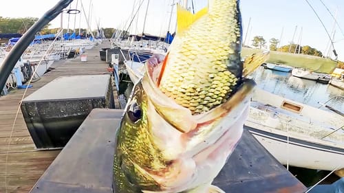 Using LIVE SHINERS for BIG BASS on Lake Guntersville! (EPIC)