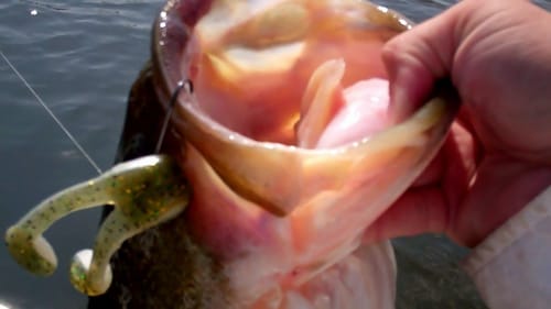 Top Water Frog Bass Fishing. Big Bass Explode on Frogs.