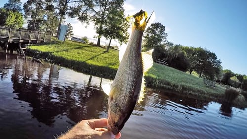 Pond Fishing with Double Rig Worm