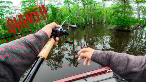 Fishing a Cypress Tree Heaven Filled With GIANT BASS || First Fishing Tournament on the Chowan River
