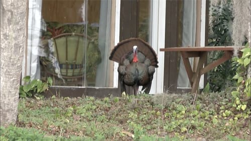 Bass fishing or Turkey hunting?