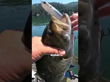 You won’t believe what happened to my topwater 😳