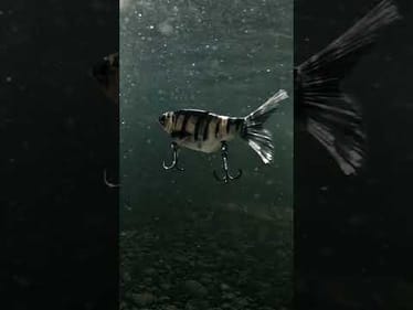 Glidebait Underwater!!