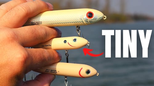 This New TOPWATER is Going to Be The Deal!! (SMALL but MIGHTY)