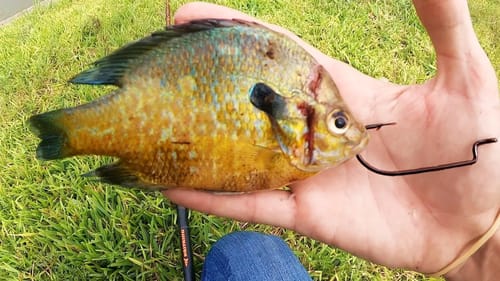 MONSTER FISH CAUGHT using BLUEGILL FOR BAIT!!
