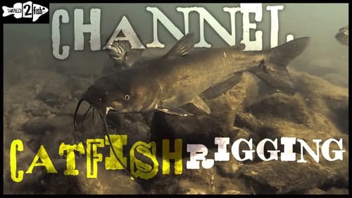 How to Rig Cut Bait for Catfish in Current