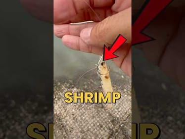 Is LIVE Shrimp Really Better Than DEAD Shrimp?#fishing #fishingvideos #shrimp